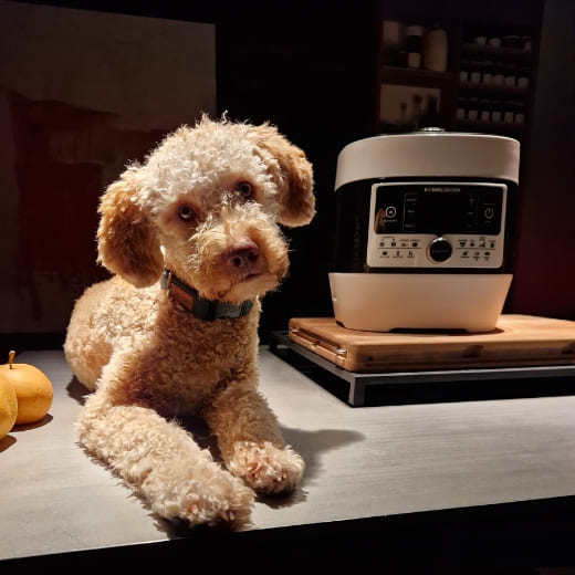 Ein Lagotto Romagnolo (Trüffelsuchhund) liegt neben einem Multikocher und schaut neugierig in die Kamera seines Ernährungsberaters.