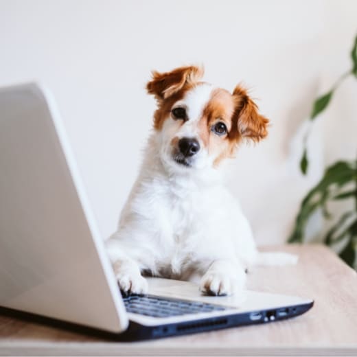 Ein kleiner Hund legt seine Pfoten auf ein Laptop und schaut neugierig in die Kamera - er wartet auf seinen neuen Futterplan.