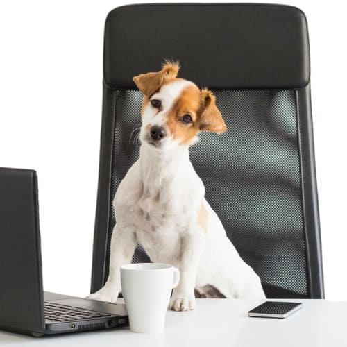 Ein Hund sitzt in einem Bürosessel und schaut auf einen Laptop.